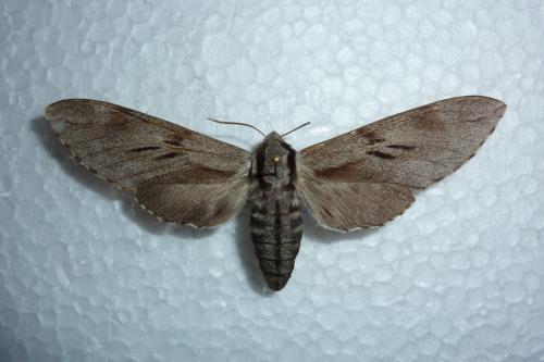 Réf. 60 914 : Sphinx sp.