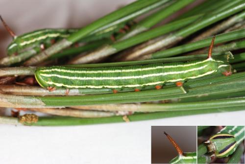 Réf. 60 246 : Sphinx pinastri