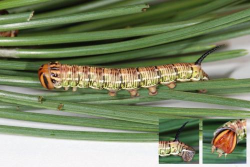 Réf. 60 247 : Sphinx pinastri