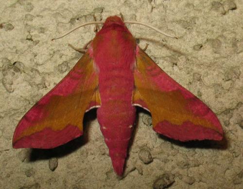 Réf. 60 252 : Deilephila porcellus