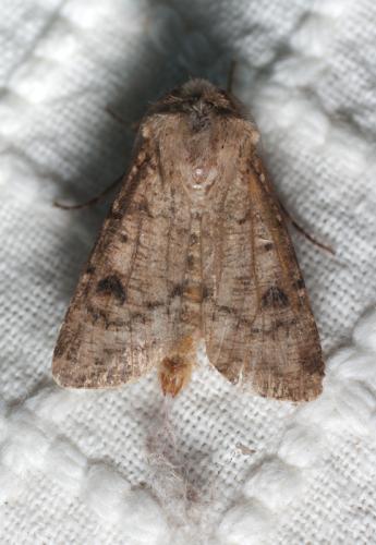Agrotis clavis