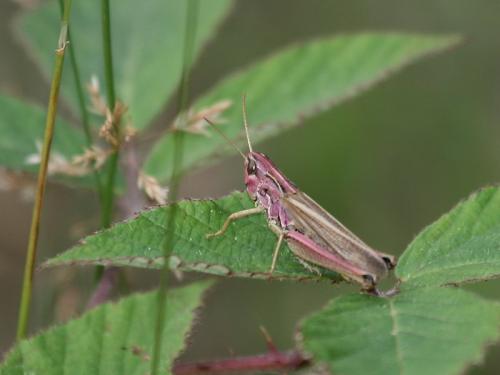 Pseudochorthippus sp.