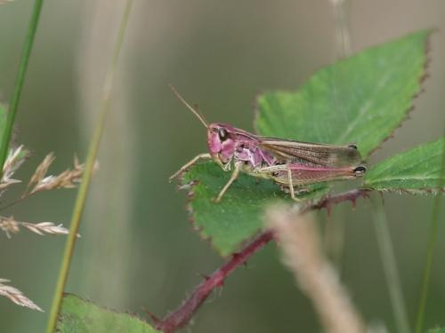 Réf. 60 863 : Pseudochorthippus sp.