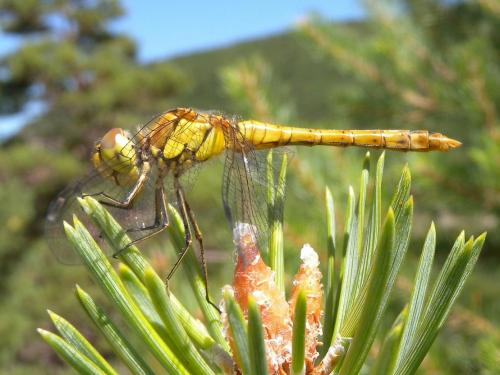Sympetrum striolatum