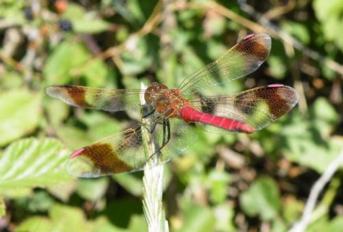 Réf. 60 924 : Sympetrum pedemontanum