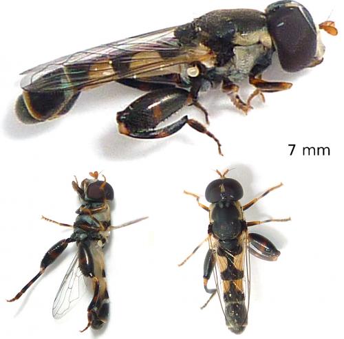 Réf. 60 679 : Syritta pipiens