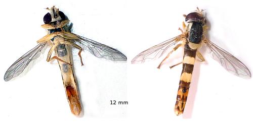 Sphaerophoria scripta