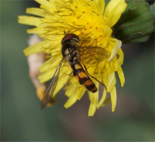 Meliscaeva auricollis