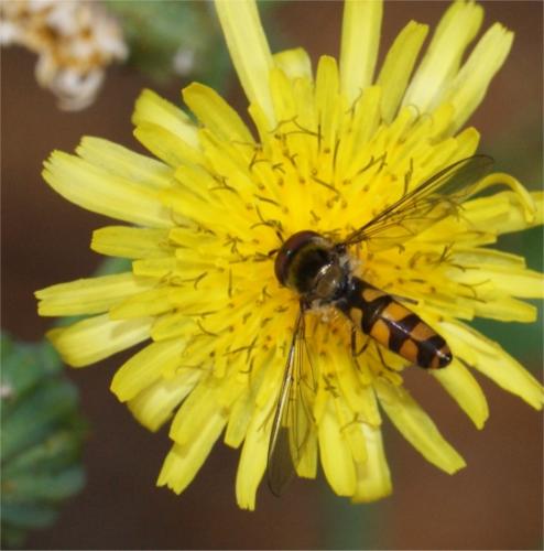 Meliscaeva auricollis
