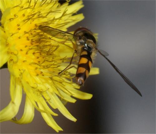 Meliscaeva auricollis