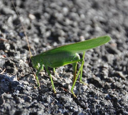 Réf. 60 283 : Tettigonia viridissima