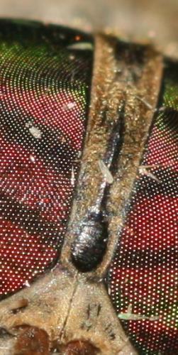 Réf. 60 099 : Tabanus tergestinus