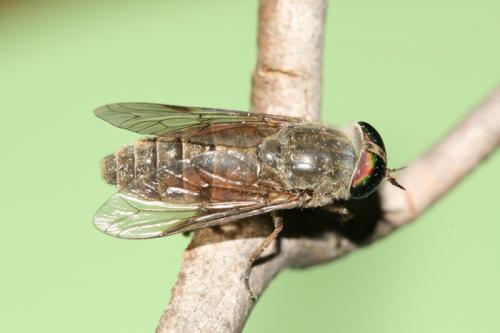 Réf. 60 097 : Tabanus tergestinus