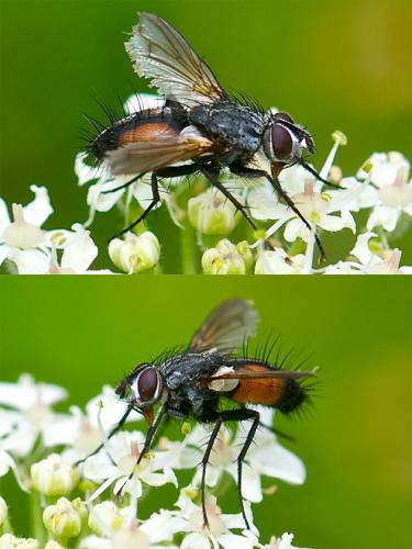 Réf. 60 665 : Eriothrix rufomaculata