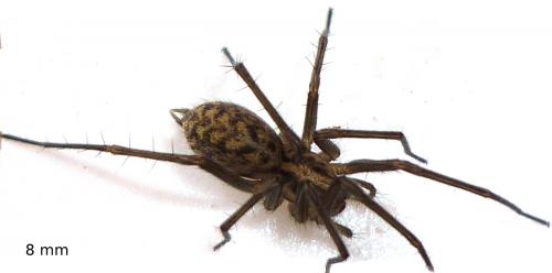 Tegenaria sp.