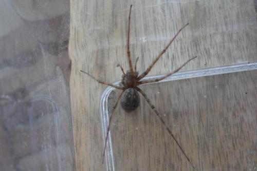 Tegenaria parietina