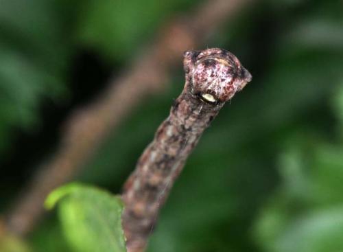Réf. 60 172 : Plagodis dolabraria