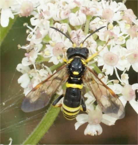 Zonuledo amoena