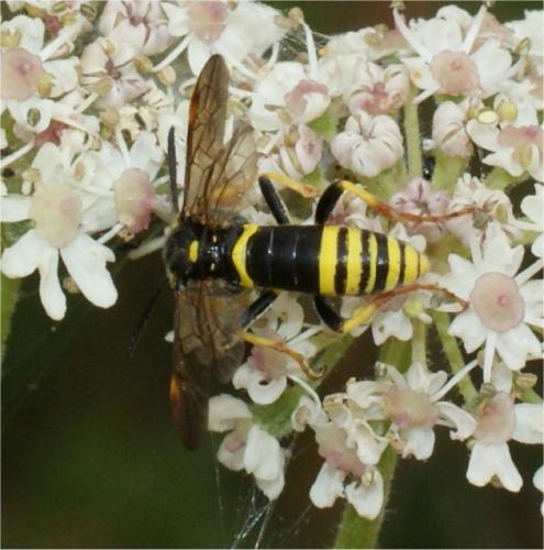 Zonuledo amoena