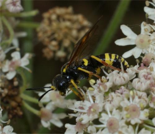 Zonuledo amoena