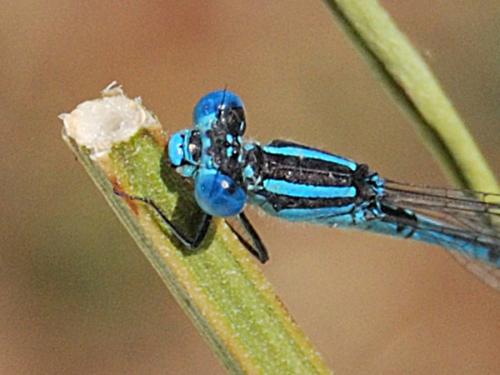 Erythromma lindenii
