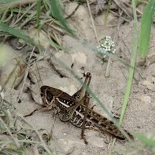 Réf. 60 817 : Decticus albifrons