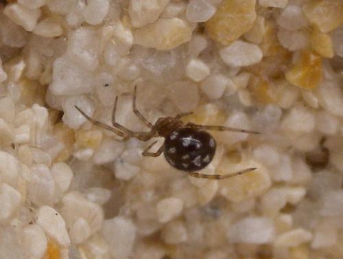Steatoda triangulosa