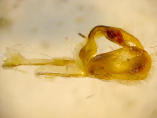 Thymelicus lineola