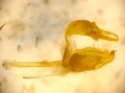 Thymelicus sylvestris