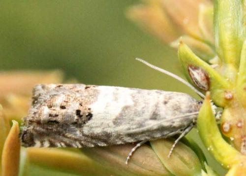 Cydia vallesiaca