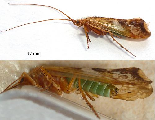 Limnephilus lunatus