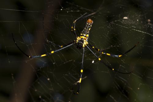Réf. 60 723 : Nephila pilipes