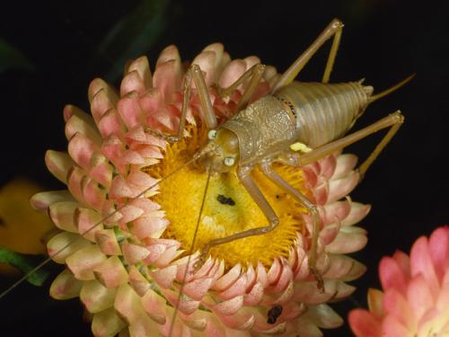 Réf. 60 553 : Uromenus rugosicollis