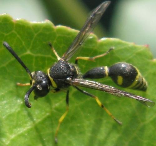 Eumenes sp.