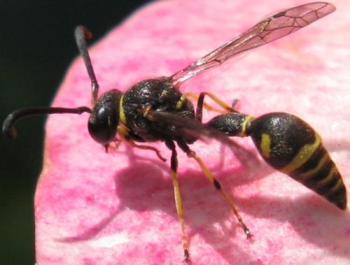 Eumenes sp.