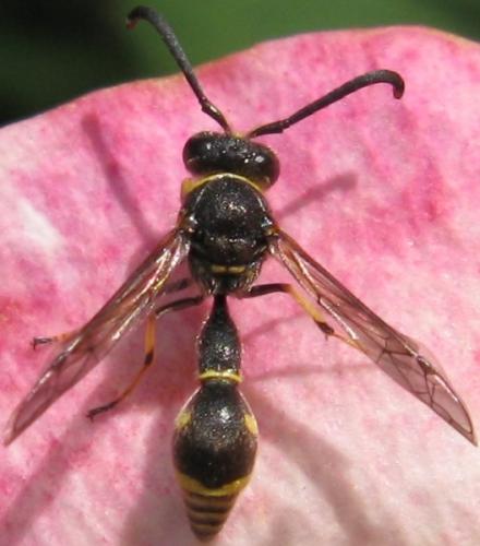 Eumenes sp.