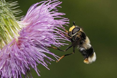 Réf. 60 271 : Eriozona syrphoides