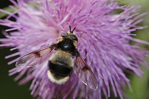Réf. 60 272 : Eriozona syrphoides