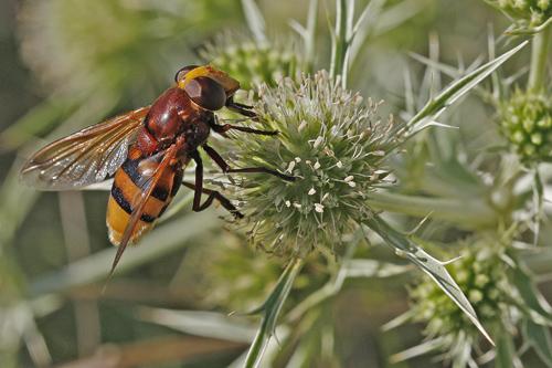 Volucella zonaria