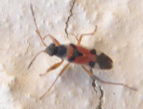 Beosus quadripunctatus