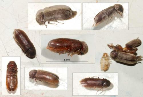 Réf. 60 637 : Oligomerus ptilinoides