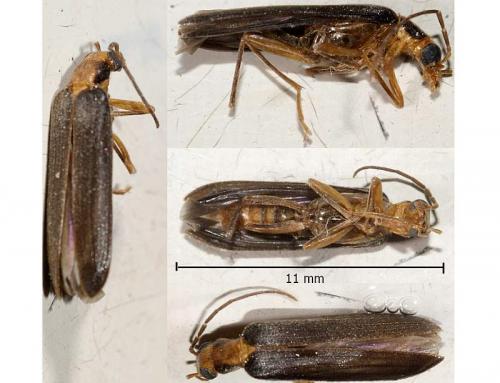 Nacerdes carniolica