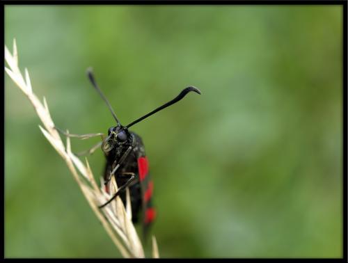 Zygaena filipendulae