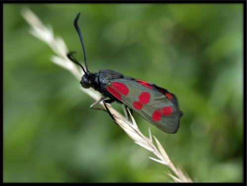 Zygaena filipendulae
