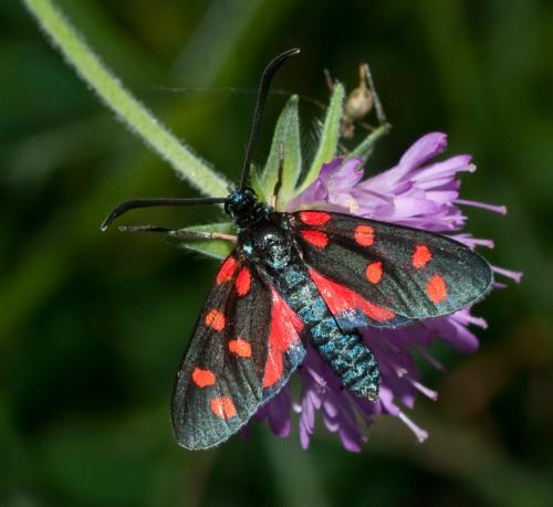 Zygaena transalpina