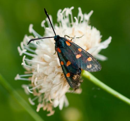 Zygaena sp.