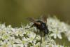 60137 – Photo : jean-claude bernard – France (29)