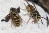 Vespula germanica