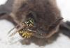 Vespula germanica