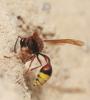 Delta unguiculatum